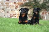 BEAUCERON - ADULTS and PUPPIES 059